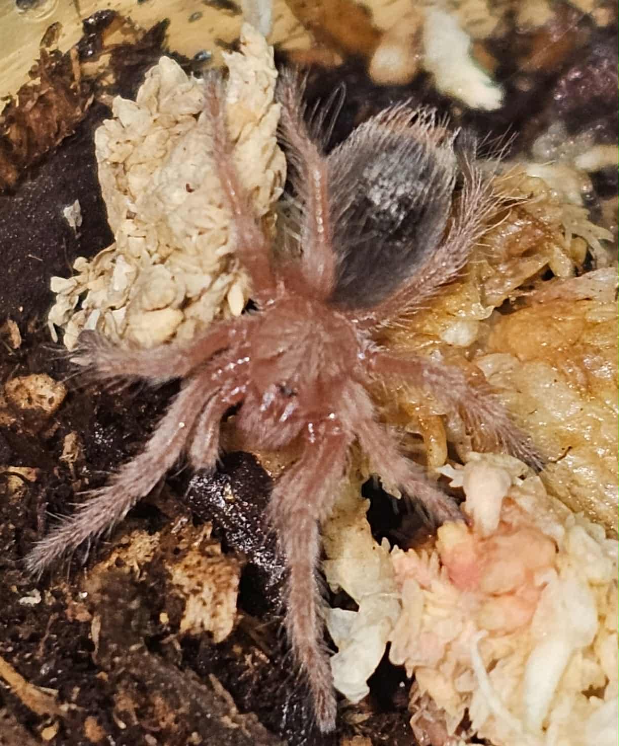 Grammostola rosea 'RCF' (Chilean rose hair)