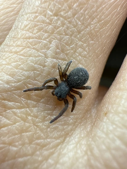 Eresus ruficapillus (Italian Ladybird spider)