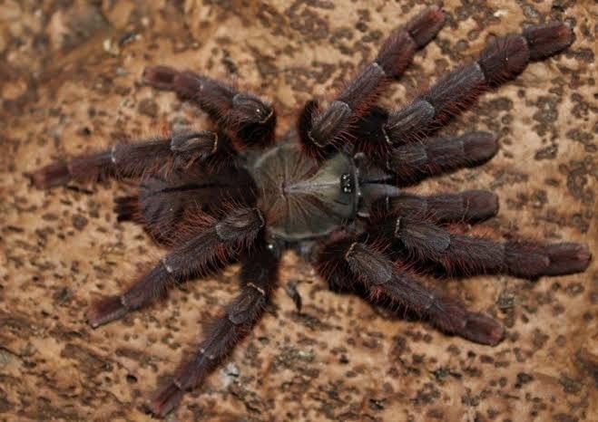 Phormingochilus sp 'Sabah Red' (Sabah Red Bat Eater)
