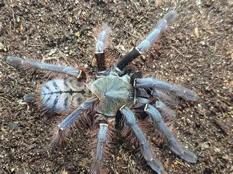 Phormingochilus sp Sabah blue (Sabah blue tarantula)