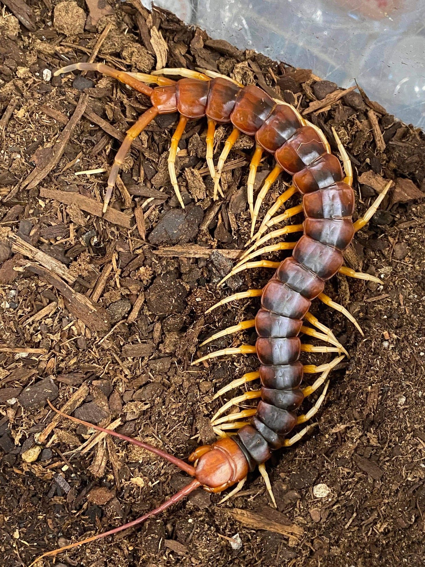 Scolopendra sp 'White legs' centipede (Giant white leg)