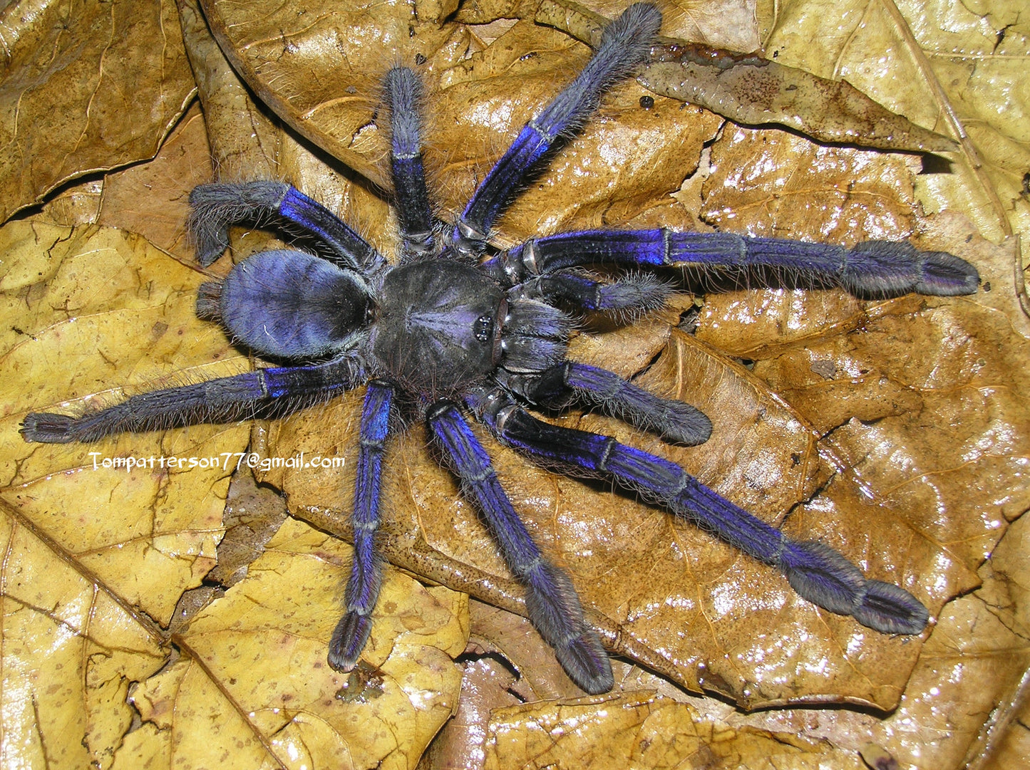 Omothymus violaceopes (Singapore blue)