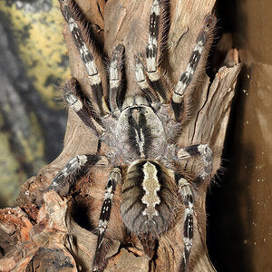 Poecilotheria striata (Mysore ornamental)