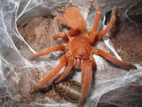 Orphnaecus philippinus (Philippine tangerine)