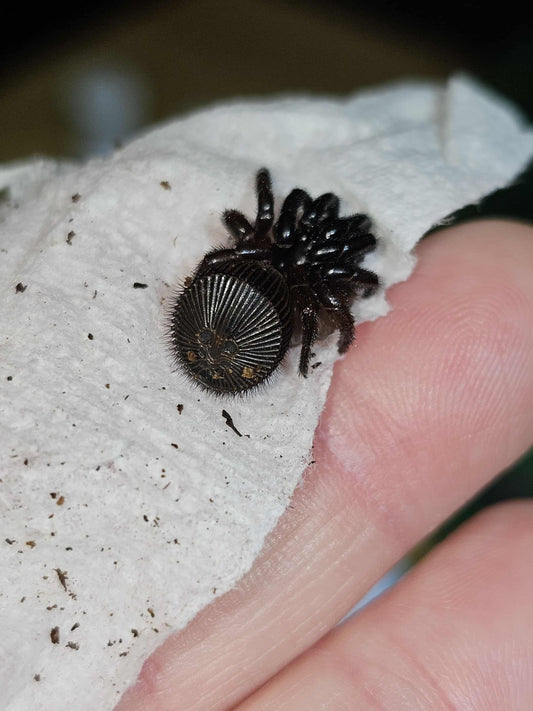 Cyclocosmia torreya (Torreya trapdoor)