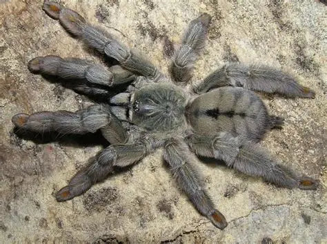 Psalmopoeus cambridgei (Trinidad chevron)