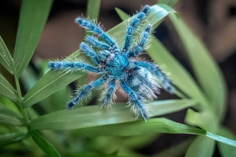 Caribena versicolor (Antilles pink toe)