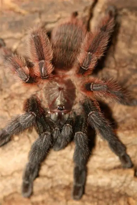 Psalmopoeus victori (Darth Maul)