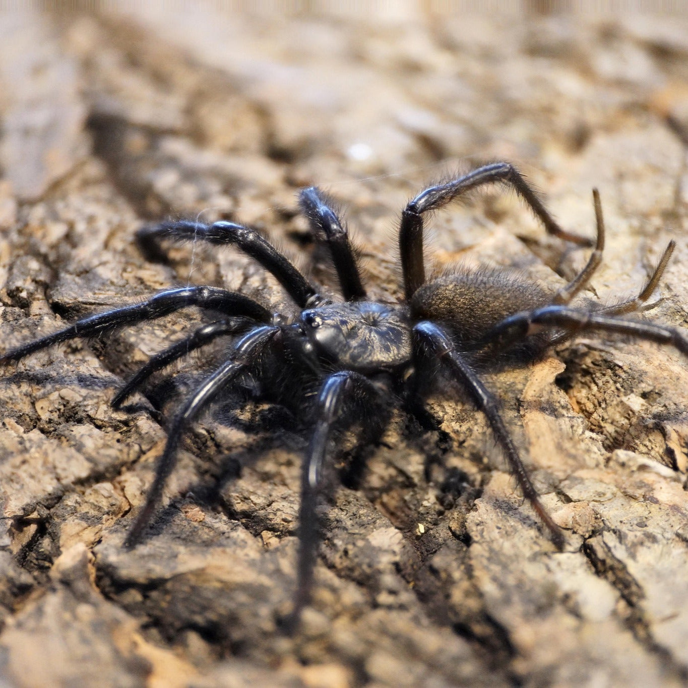 Macrothele yani (Chinese funnel web)