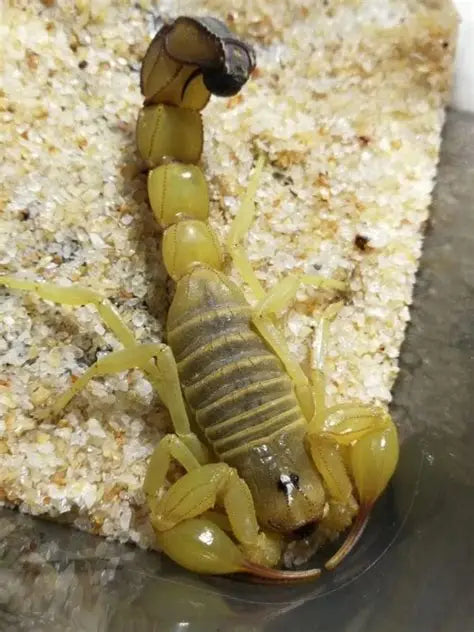 Androctonus australis (yellow fat-tail scorpion)